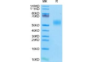 Mouse CD14 on Tris-Bis PAGE under reduced condition. (CD14 Protein (CD14) (AA 16-345) (His tag))