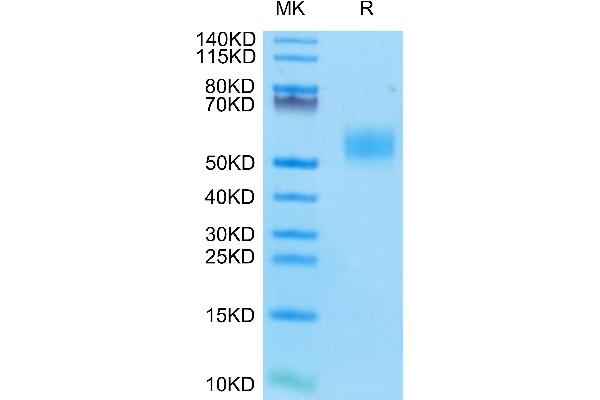 CD14 Protein (CD14) (AA 16-345) (His tag)