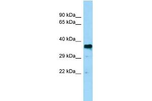 WB Suggested Anti-BSG Antibody Titration: 0. (CD147 Antikörper  (Middle Region))