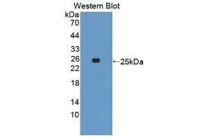 Western Blotting (WB) image for anti-Growth Hormone 1 (GH1) (AA 27-216) antibody (ABIN1862539) (Growth Hormone 1 Antikörper  (AA 27-216))
