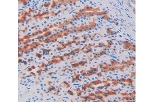 IHC-P analysis of stomach tissue, with DAB staining. (PIP Antikörper  (AA 41-139))
