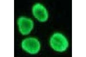 Immunofluorescence (IF) image for anti-Histone H4 antibody (ABIN1449238) (Histone H4 Antikörper)