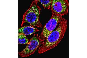 Immunofluorescence (IF) image for anti-Nuclear Factor of Activated T-Cells, Cytoplasmic, Calcineurin-Dependent 4 (NFATC4) (AA 744-773), (C-Term) antibody (ABIN657086)