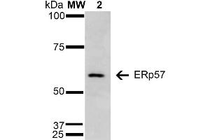 Western Blot analysis of Human Cervical Cancer cell line (HeLa) showing detection of 57 kDa Erp57 protein using Mouse Anti-Erp57 Monoclonal Antibody, Clone 4F9 . (PDIA3 Antikörper  (AA 25-505) (APC))
