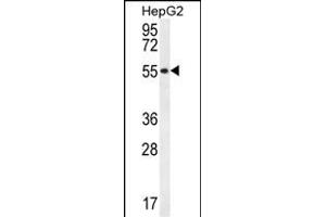 UXS1 Antibody (C-term) (ABIN657001 and ABIN2846180) western blot analysis in HepG2 cell line lysates (35 μg/lane). (UXS1 Antikörper  (C-Term))
