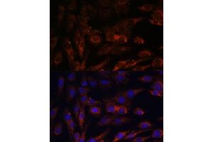 Immunofluorescence analysis of C6 cells using MRPS7 antibody (ABIN7268588) at dilution of 1:100. (MRPS7 Antikörper  (AA 110-190))