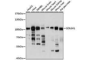 Western blot analysis of extracts of various cell lines, using GOLGA1 antibody (ABIN6291694) at 1:1000 dilution. (GOLGA1 Antikörper)