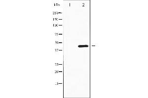 Western Blotting (WB) image for anti-Histone Deacetylase 3 (HDAC3) (C-Term) antibody (ABIN6262179)