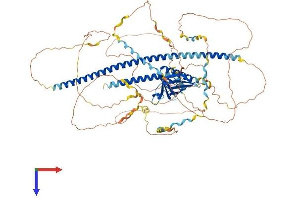 ENAH Protein (AA 1-802) (His tag)