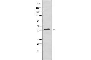 Western blot analysis of extracts from COS cells, using ADH7 antibody. (ADH7 Antikörper  (Internal Region))