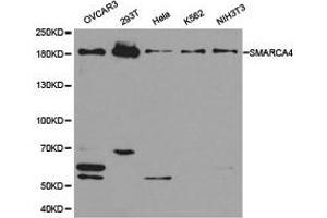 Western Blotting (WB) image for anti-SWI/SNF Related, Matrix Associated, Actin Dependent Regulator of Chromatin, Subfamily A, Member 4 (SMARCA4) antibody (ABIN1874860) (SMARCA4 Antikörper)