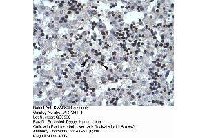 Human Liver (SMARCB1 Antikörper  (N-Term))