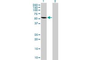 Western Blot analysis of SPAG6 expression in transfected 293T cell line by SPAG6 MaxPab polyclonal antibody.