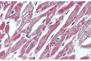 Immunohistochemistry with Human Heart lysate tissue at an antibody concentration of 5. (MAS1 Antikörper  (Middle Region))