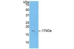 Detection of Recombinant CASP9, Human using Polyclonal Antibody to Caspase 9 (CASP9) (Caspase 9 Antikörper  (AA 331-416))