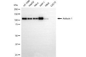 Western blotting analysis using adducin 1 antibody (ABIN7797513). (alpha Adducin Antikörper)