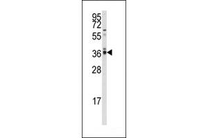 Western blot analysis of anti-hP2CA/B Antibody (N-term) (ABIN392889 and ABIN2842290) in  cell line lysates (35 μg/lane). (PPP2CA Antikörper  (N-Term))