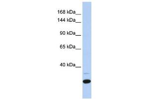 Western Blotting (WB) image for anti-Zinc Finger Protein 197 (ZNF197) antibody (ABIN2458175) (ZNF197 Antikörper)