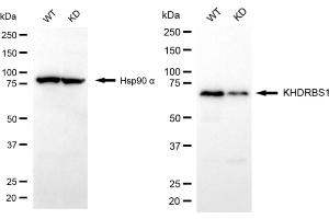 Western blotting analysis using KHDRBS1 antibody (ABIN7799193).