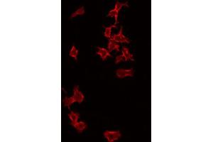 ABIN6266993 staining RAW264. (PFDN1 Antikörper  (Internal Region))