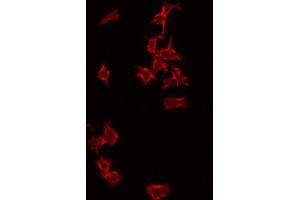 ABIN6266993 staining RAW264. (PFDN1 Antikörper  (Internal Region))
