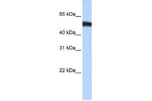 WB Suggested Anti-ZNF486 Antibody Titration:  0. (ZNF486 Antikörper  (C-Term))