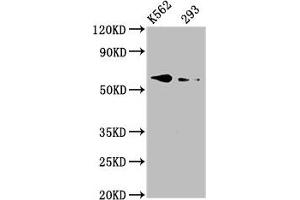 Western Blot Positive WB detected in: K562 whole cell lysate, 293 whole cell lysate All lanes: BMPR1A antibody at 3. (BMPR1A Antikörper  (AA 177-532))