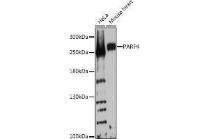 Western blot analysis of extracts of various cell lines, using P Rabbit pAb  at 1:1000 dilution. (PARP4 Antikörper  (AA 1-300))