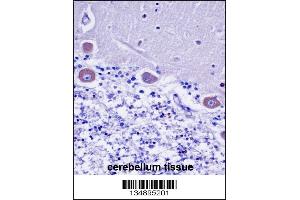 KDELR2 Antibody immunohistochemistry analysis in formalin fixed and paraffin embedded human cerebellum tissue followed by peroxidase conjugation of the secondary antibody and DAB staining. (KDELR2 Antikörper  (C-Term))