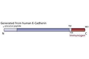 Image no. 2 for anti-Cadherin 1, Type 1, E-Cadherin (Epithelial) (CDH1) (AA 735-883) antibody (ABIN967949) (E-cadherin Antikörper  (AA 735-883))