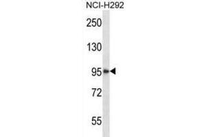 Western Blotting (WB) image for anti-Histone Deacetylase 4 (HDAC4) antibody (ABIN2997490) (HDAC4 Antikörper)