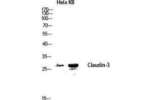 Western Blot (WB) analysis of HeLa KB lysis using Claudin-3 antibody. (Claudin 3 Antikörper  (Ser255))