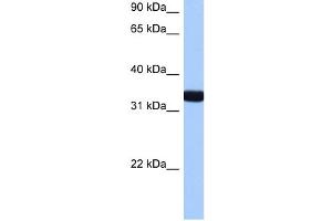 GIMAP1 antibody used at 0.