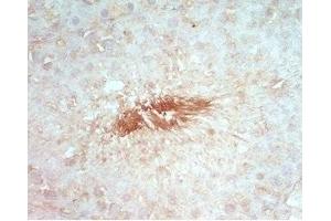 Rat testis tissue stained by rabbit Anti-Beta Defensin 8 (Mouse) Serum (DEFB108B Antikörper)