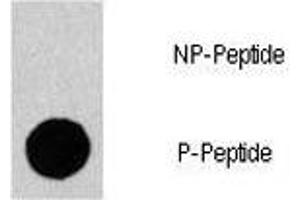 Dot blot analysis of phospho-Gab1 antibody. (GAB1 Antikörper  (pTyr659))
