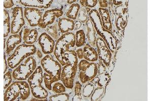 ABIN6278859 at 1/100 staining Mouse kidney tissue by IHC-P. (FGF16 Antikörper  (Internal Region))
