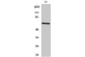 Western Blotting (WB) image for anti-TAF6-Like RNA Polymerase II, P300/CBP-Associated Factor (PCAF)-Associated Factor, 65kDa (TAF6L) (N-Term) antibody (ABIN3176749) (TAF6L Antikörper  (N-Term))