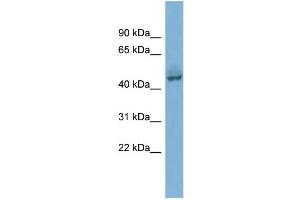 WB Suggested Anti-PYGO1  Antibody Titration: 0. (PYGO1 Antikörper  (Middle Region))