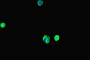 Immunofluorescent analysis of MCF-7 cells using ABIN7175867 at dilution of 1:100 and Alexa Fluor 488-congugated AffiniPure Goat Anti-Rabbit IgG(H+L) (WAC Antikörper  (AA 10-102))