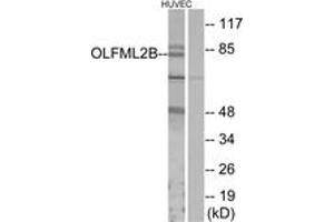 Western blot analysis of extracts from HuvEc cells, using OLFML2B Antibody. (OLFML2B Antikörper  (AA 171-220))