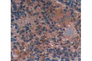 IHC-P analysis of Mouse Tissue, with DAB staining. (INPP4A Antikörper  (AA 1-137))