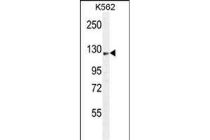 SS Antibody (C-term) (ABIN655046 and ABIN2844675) western blot analysis in K562 cell line lysates (35 μg/lane). (AASS Antikörper  (C-Term))