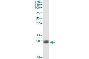 CYB5B MaxPab polyclonal antibody. (CYB5B Antikörper  (AA 1-146))