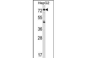IL1R1 Antibody (C-term) (ABIN657915 and ABIN2846862) western blot analysis in HepG2 cell line lysates (35 μg/lane). (IL1R1 Antikörper  (C-Term))