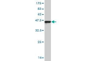 Western Blot detection against Immunogen (37. (IRF4 Antikörper  (AA 342-451))
