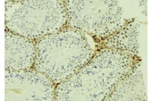 ABIN6277023 at 1/100 staining Mouse testis tissue by IHC-P. (KPNA4 Antikörper  (C-Term))