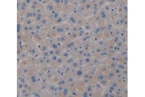 IHC-P analysis of Mouse Tissue, with DAB staining. (Transferrin Antikörper  (AA 22-176))
