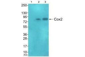 Western blot analysis of extracts from HeLa cells (Lane 2), and A549 cells (Lane 3), using Cox2 antiobdy. (PTGS2 Antikörper)