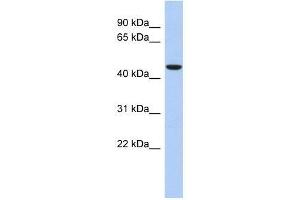 ZNF566 antibody used at 0. (ZNF566 Antikörper  (Middle Region))