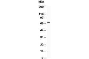 Western blot testing of MUC5AC antibody and recombinant human protein (0. (MUC5AC Antikörper  (AA 4848-5030))